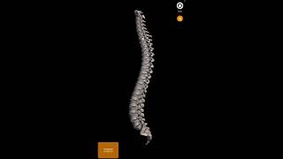 Huesos de la columna vertebral forma rápida y fácil de aprenderanatomiahumana [upl. by Nwadal147]