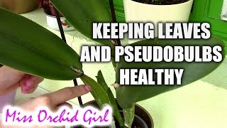 Orchid Maintenance 12  Keeping leaves and pseudobulbs healthy [upl. by Ahsiaa]