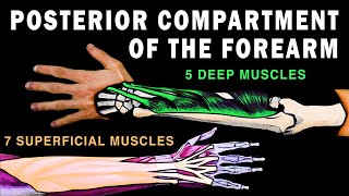 Upper Limb Muscle Anatomy  3D Anatomy with Actions of muscles Forearm muscles muscles of hand [upl. by Rego]