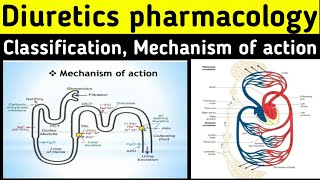 Diuretics pharmacology  Mechanism of action  Classification  Thiazide diuretics pharmacology [upl. by Airetal]