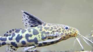 Synodontis Multipunctatus x Petricola Hybrid [upl. by Eerol]