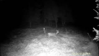 Trail camera lovacka kamera Hc 940 Pro Li srne u tami roedeer in the night Rehe in der Nacht [upl. by Morganica]