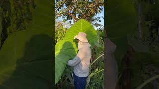 Colocasia gigantea folhudas folhagens folha plantas fazenda florestropicais flores jardim [upl. by Janaye]