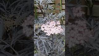 Sambucus nigra Black Lace in flower Now [upl. by Georgie128]