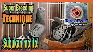 Perfect Breeding Technique for Racing Pigeons Super Tip [upl. by Natelson]