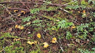 Large Chanterelle Mushroom Patch  Washington State [upl. by Esilehc455]