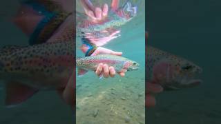 Two of the most beautiful underwater releases 2024 😍 catchandrelease fishing flyfishing trout [upl. by Esinaj]