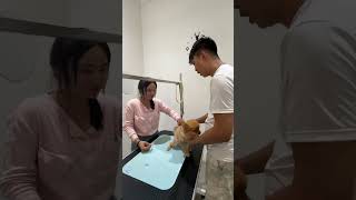 Antiparasite injection animalowner pets dogowner dog petowner antiparasitos buddypet fyp [upl. by Neitsirk]