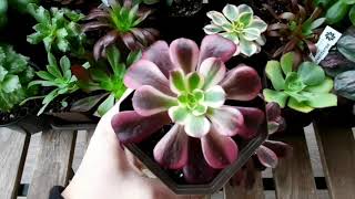 Aeonium Mardi Gras Eden Medusa  ну и в чем разница What a difference [upl. by Darsie]