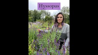 Hyssop Medicine from the Ivywood Garden [upl. by Fortna254]