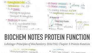 1001 Notes 📒 Ch 5 Protein Function 📝 Lehninger Principles of Biochemistry 6th7th Notes [upl. by Ardnael]