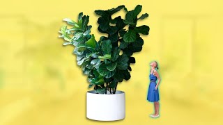 What To Do When Your Fiddle Leaf Fig is Getting TOO BIG [upl. by Eibmab]