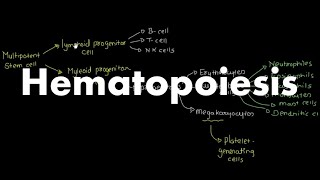 Hematopoiesis Overview [upl. by Pritchard663]