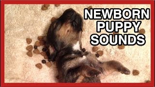 COMPILATION OF NEWBORN PUPPY SOUNDS crying whining and sweet noises [upl. by Friedrick]