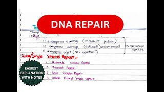 DNA Repair  DNA Repair Mechanisms  4 types of repair [upl. by Brick]