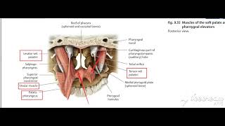 Palatoglossus muscle 2 [upl. by Betteanne]