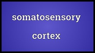 Somatosensory cortex Meaning [upl. by Coco]