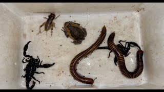 During Downpour I Catch Sweet Giant Millipedes Rain Frog One Cricket and Black Scorpions So Love [upl. by Laehcar]