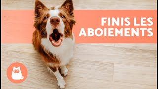 Comment EMPÊCHER un CHIEN DABOYER quand ON FRAPPE à LA PORTE 🐶🛎️ en 4 étapes [upl. by Adnilg]