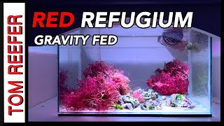 5 Gallon Refugium Tour  6 Month Update AMAZING RED GRACILARIA [upl. by Nnaid]