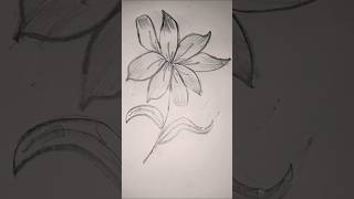 Lilly Flower 💐 shortvideo art pencil viralvideo shorts viralshorts drawingtechniques [upl. by Gerrald]