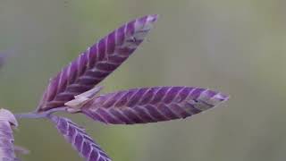 Identifying native Eragrostis species with Dr Judi EarlGwymac landcare [upl. by Bidget]