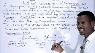 BIOLOGY FORM 4 CHAPTER 1 Synapse and Neurotransmitters LECTURE 08 [upl. by Woothen]