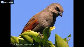 O LINDO CANTO DO ASADETELHAAgelaioides badius Vieillot 1819 [upl. by Hagar774]