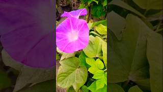 Morning glori creeper plant shorts plants flowers viralvideo [upl. by Aneem]