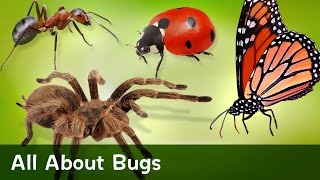 All About Bugs [upl. by Aldas]