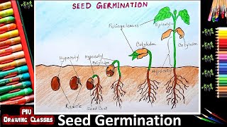 How To Draw Germination Of Seed Diagram  Step By Step  Plant Growth From Sprouted Seed Drawing [upl. by Aneehsal]