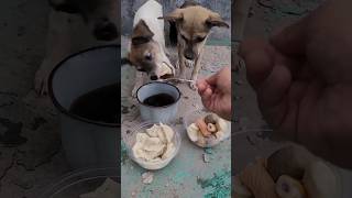 Dog food Amazing shorts dog mukbang dogs [upl. by Adnamra]