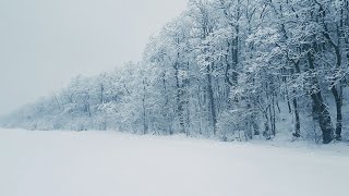 Bruit De La Neige Pour Dormir ⚡ se détendre  Sons de tempête de neige dans la forêt [upl. by Kathie556]