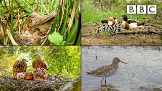 Live Springwatch Day 15 🌦 2021 🐣 BBC [upl. by Yttap]