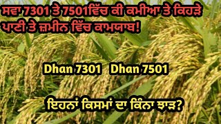 ਸਵਾ 7301ਤੇ ਸਵਾ 7501ਕੀ ਕਮੀਆ ਕਿਹੜੇ ਪਾਣੀ ਤੇ ਜ਼ਮੀਨ ਵਿੱਚ ਕਾਮਯਾਬ Dhaan sava 7301 Sava 7501 [upl. by Venetia]