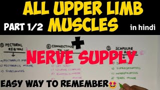 Muscles of the Upper Arm  Anatomy Tutorial [upl. by Notrom]