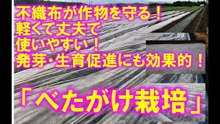 不織布が作物を守る！軽くて､丈夫で使いやすい！発芽・生育促進にも効果的！「べたがけ栽培」のご紹介 [upl. by Sandstrom]