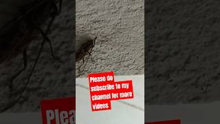 Very dangerous insecttDkasallinonevlogs [upl. by Ruthanne]