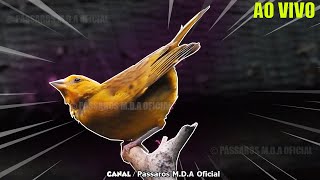 Fêmea de Canário da Terra Chamando e Pedindo Gala Um espetáculo ao vivo 2508 [upl. by Ettesil111]