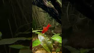 Natural Biotope for Cherry Barbs A Perfect Ecosystem [upl. by Enorel]