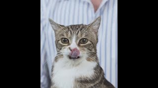 Howto give a cat a pill tutorial [upl. by Downall886]