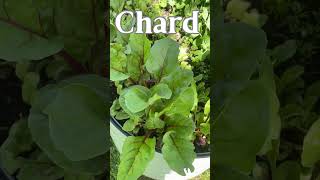 5 Vegetables to Grow in the Shade [upl. by Kraus]