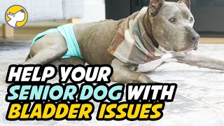 Help Your Senior Dog With Incontinence Urinary accidents [upl. by Ferd]