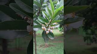 Flowers of Calophyllum inophyllum in State Botanical Garden [upl. by Tica]