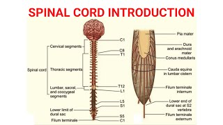 Spinal Cord Introduction  Neuroanatomy [upl. by Erdnael937]