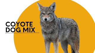 All About the Coyote Dog Mix AKA the Coydog [upl. by Edgard569]