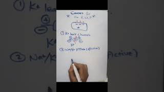 NaK ATPase Pumps role in the genesis of the resting membrane potential شرح فيسيولوجيا [upl. by Alsworth]