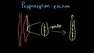 Proprioception vs Kinesthesia [upl. by Llennol]