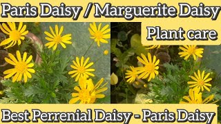 Paris Daisy Plant Care How to grow and care Paris daisyArgyranthemum frutescensmarguerite daisy 🌼 [upl. by Shriver]