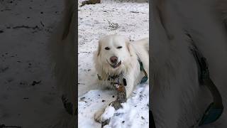 Watch until the end 🤣 maremma sheepdog doglifeisgood [upl. by Ahsirahc]